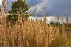 Eesti loodus